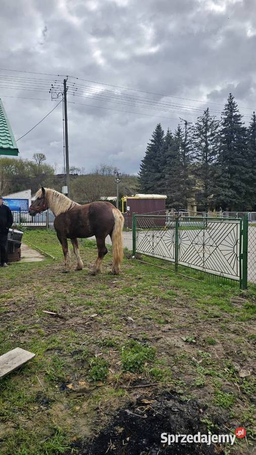 Sprzedam klacz rasy Z K 4 lata spokojna świętokrzyskie Sandomierz