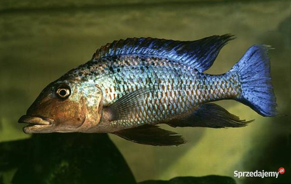 Fossorochromis rostratus Pyszczak Malawi Gdańsk