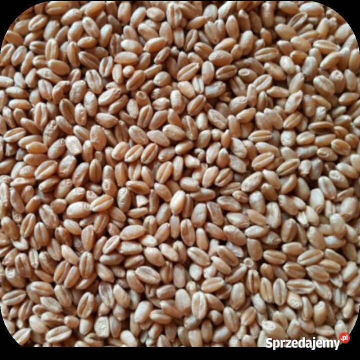 Pszenica ozima ekologiczna