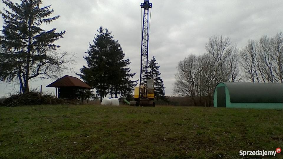 251 Gąsiennice Kikół