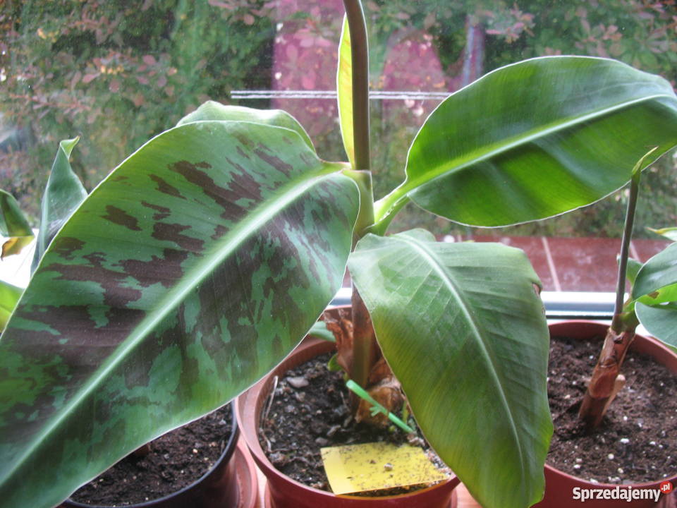 BANANOWCE BAMBUSY KAKTUSY GUNERA Wrocław