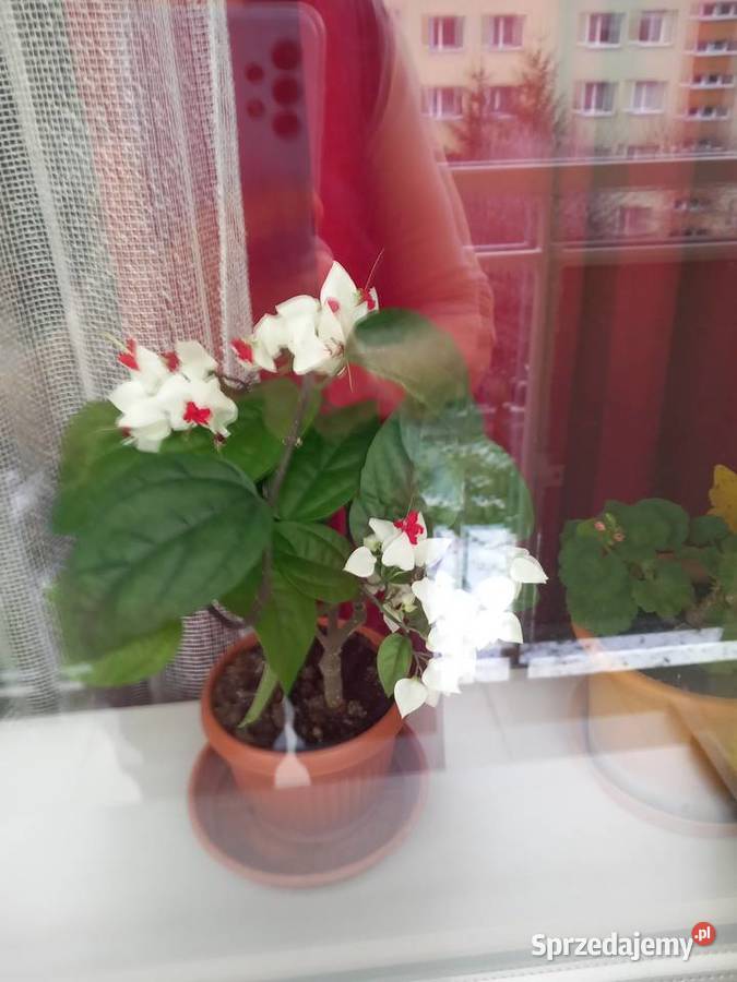 Szczęślin roślina kwitnąca Sosnowiec