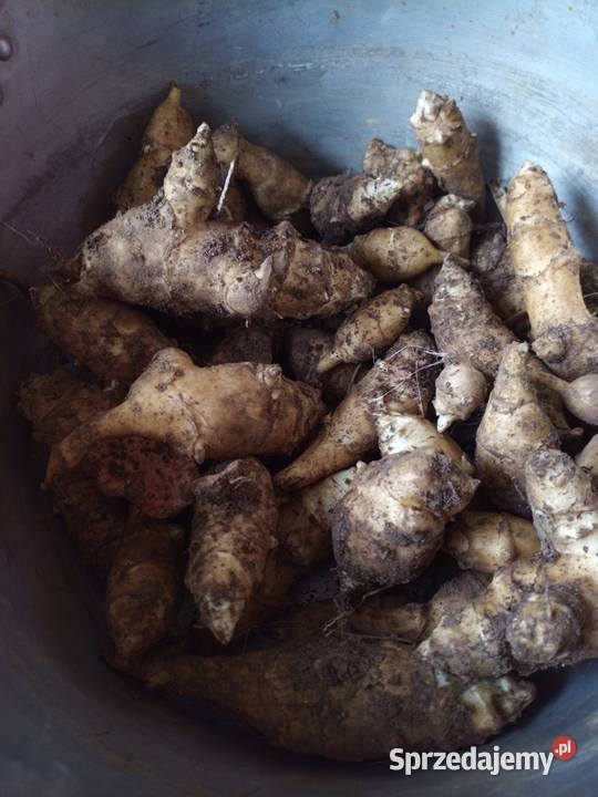 Nasiona cebulki Gigant czosnek małopolskie Nowy Sącz