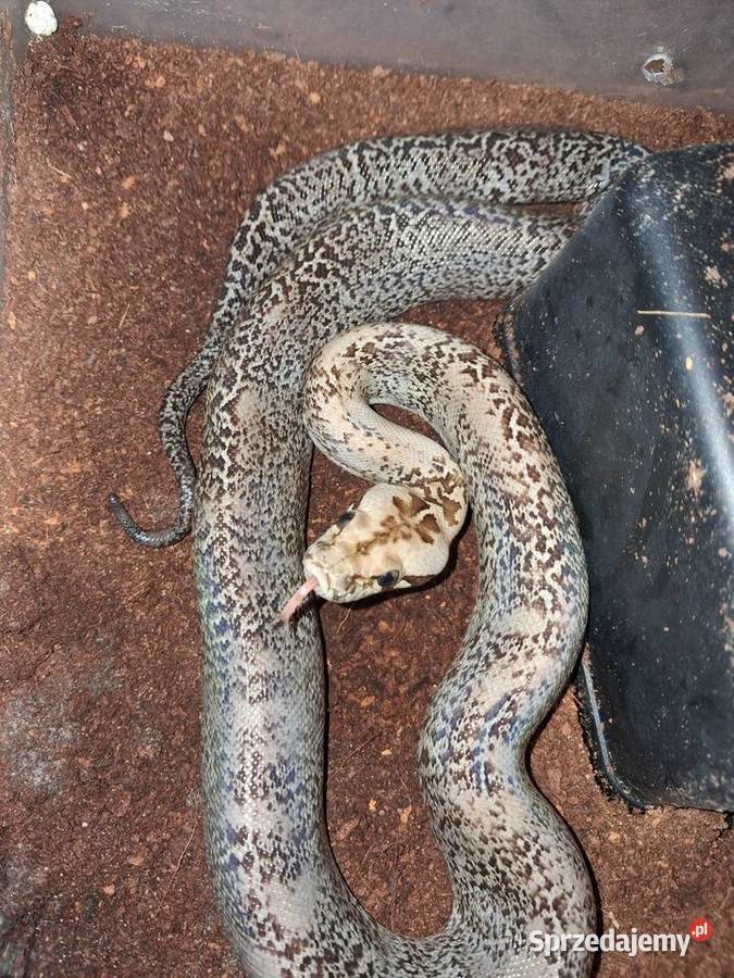 Pyton birmański Samica Młoda Granit het 100 Wrocław