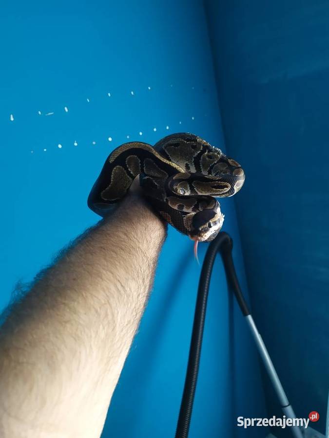 Pyton królewski z terrarium Gady i płazy sprzedam