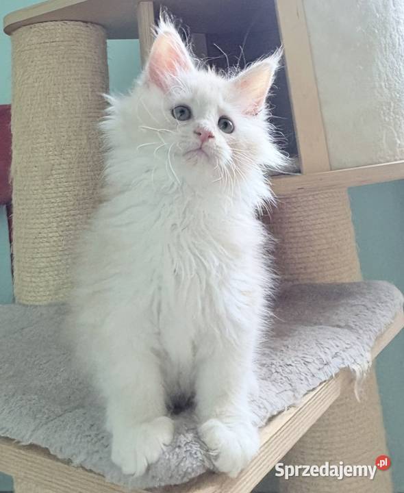 Maine Coon kocięta imporcie Linia Shaded dolnośląskie Wińsko