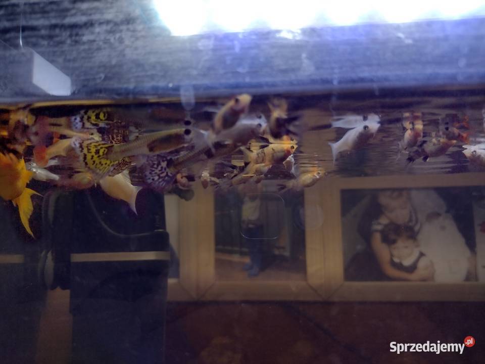 Sprzedam młode molinezje ładne kolory 3 Wolbrom