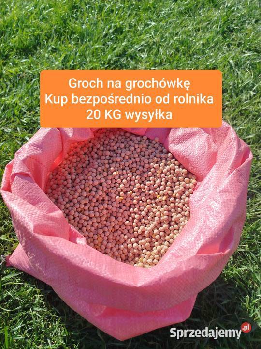 GROCH na grochówkę 20 bezpośrednio z lubelskie Zamość