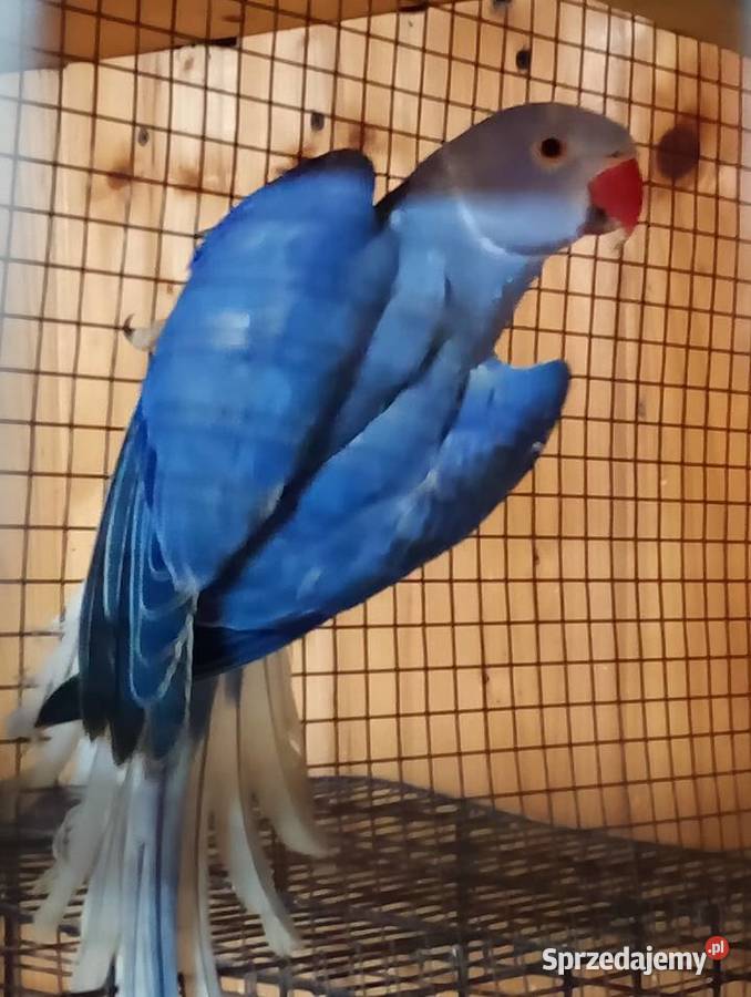 Aleksandretty 25r go Kamień Górowski