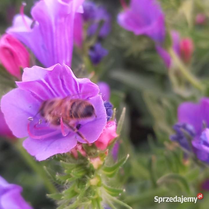 Żmijowiec Babkowaty Złotów sprzedam