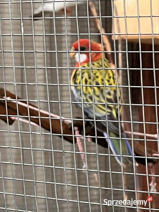 Młoda rozella białolica piękna i zdrowa lubelskie sprzedam