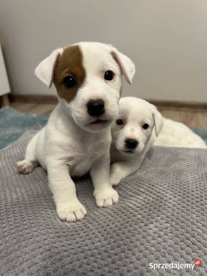 Jack Russell Terrier Lubartów