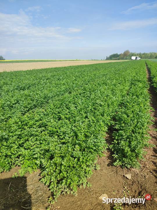 Natka pietruszki Pozostałe Łęczyca