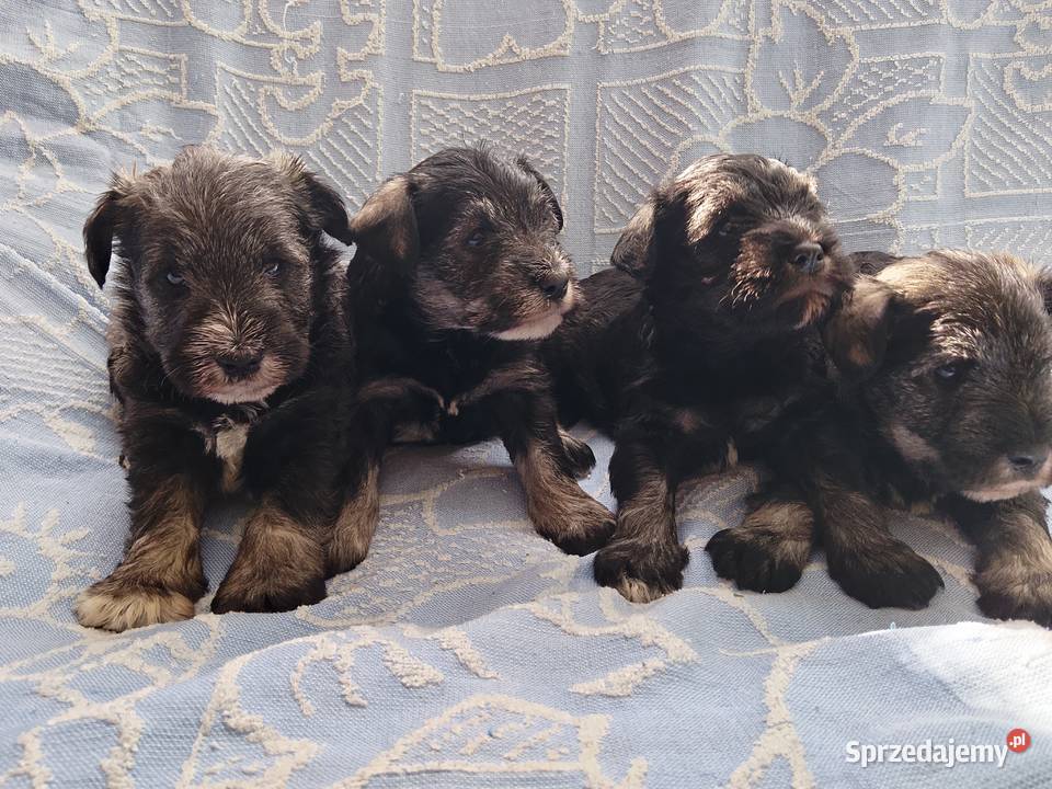 sznaucer miniaturowy Sznaucer Gniew