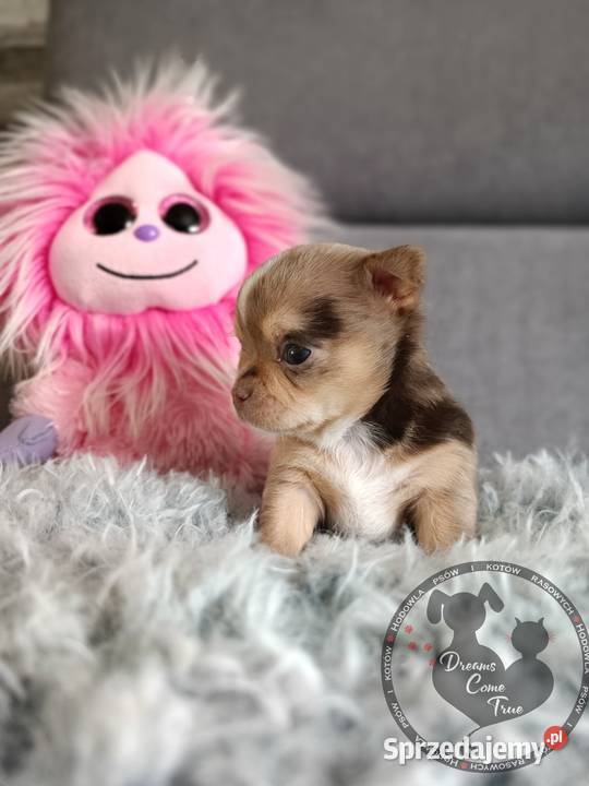 Sunia Rodowodowa Chihuahua Merle Do Rezerwacji Ustroń sprzedam