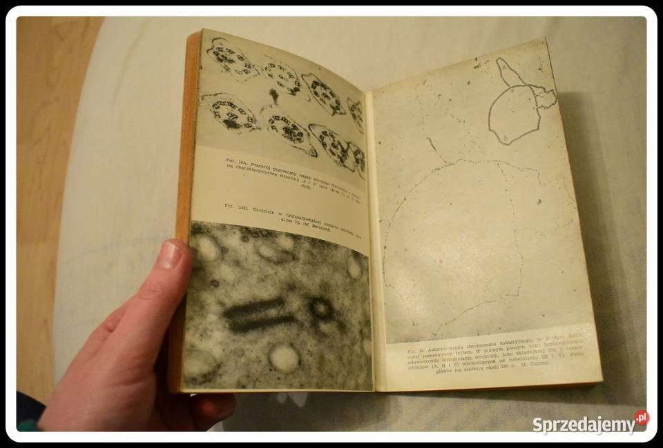 John Paul Podstawy biologii współczesnej Płock