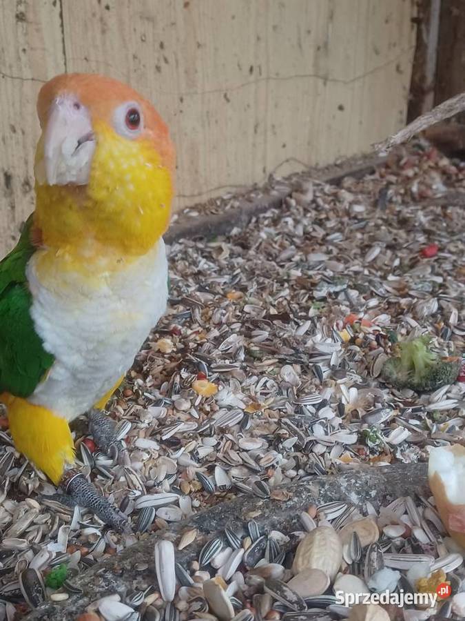 Barwinki białobrzuche Pęckowo