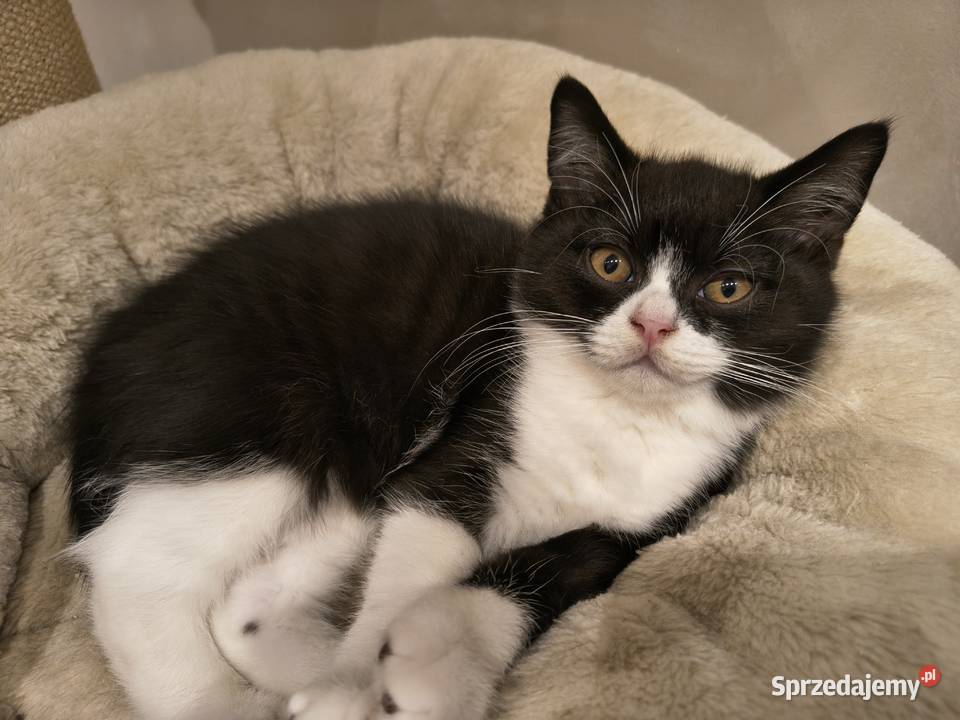 Kocurek brytyjski z reklamy Felixa z rodowodem Przemyśl sprzedam