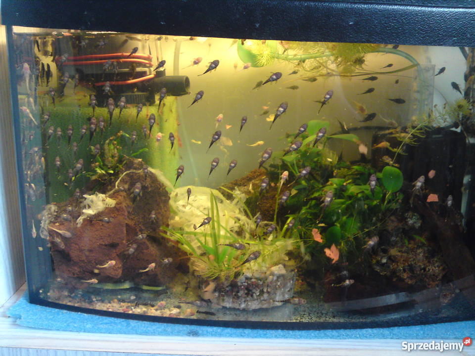 Glonojad Zbrojnik Ancistrus 1525 80grsz Olkusz