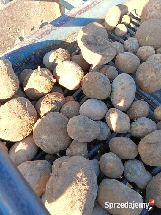 Ziemniaki Bolesławiec