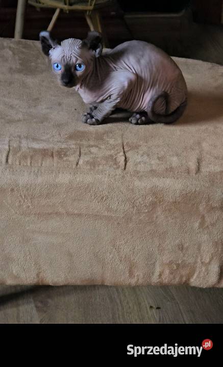 Gotowy do odbioru Sfinks POINT SPH SPHYNX SFINX Jaworzyna Śląska