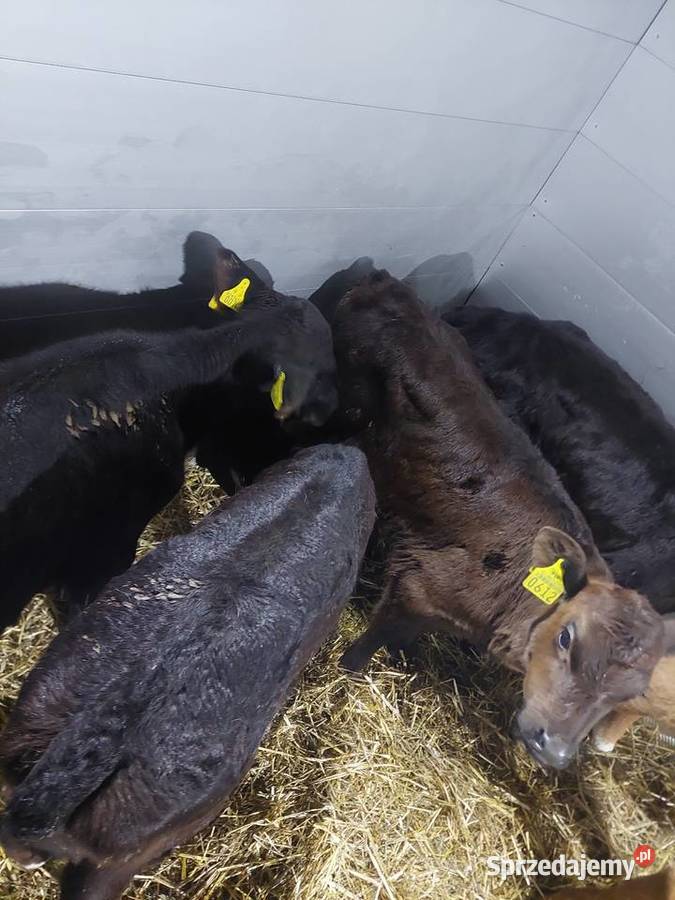 Byczki mięsne 60100 Chocz sprzedam