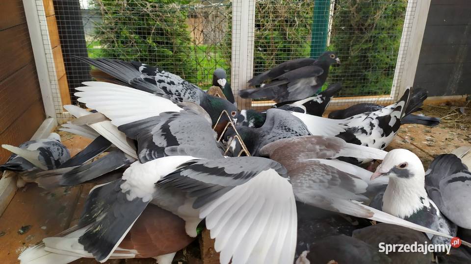 Gołębie pocztowe śląskie Częstochowa