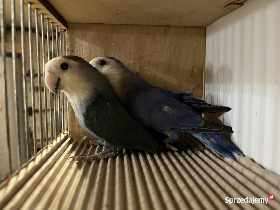 Nierozłączki czerwonoczelne podkarpackie