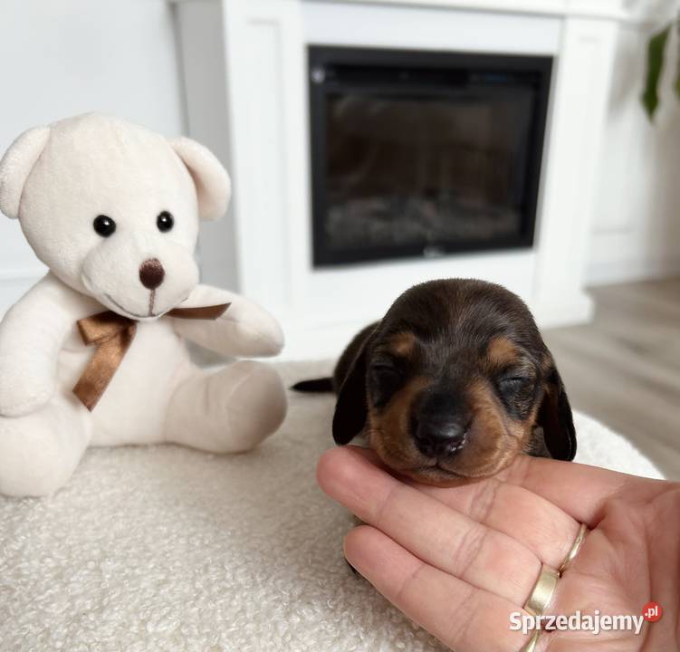 Jamniczki miniaturki rudeczekoladowe Kraków