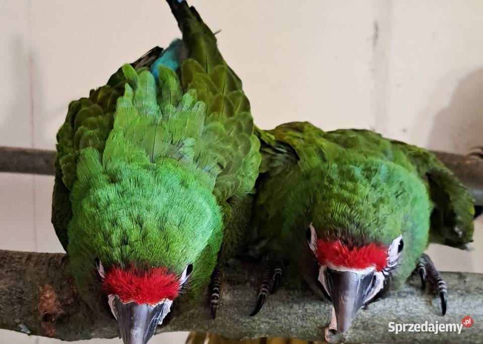 Ara zielonaMilitaris samica 2025 Skokowa