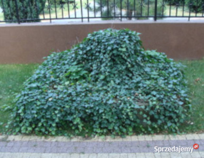 BLUSZCZ ZIMOZIELONY Hedera helix NASIONA 500 kujawsko-pomorskie Lubanie