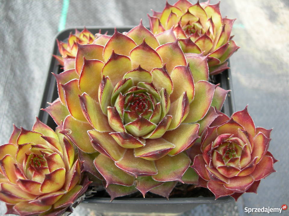 ROJNIK Sempervivum 30 Odmian Toporów sprzedam