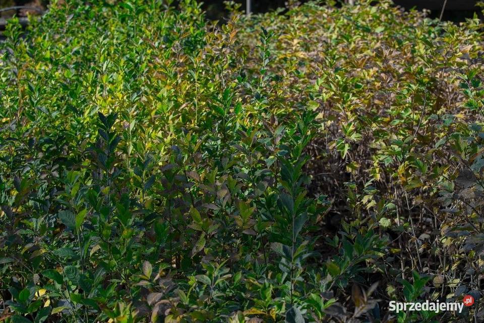 Trzmielina pospolita Euonymus europaeus 5070