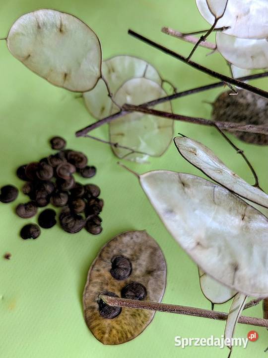 Miesięcznica Judaszowe srebrniki Dekoracyjny Kraków