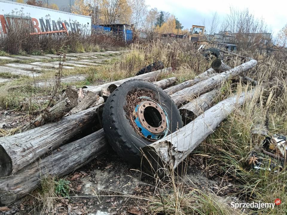 Sosna okorowana Nadarzyn sprzedam