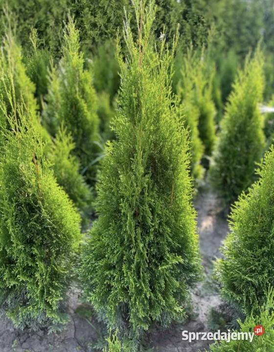 Tuje Szmaragd 130100 ładne Podrzecze