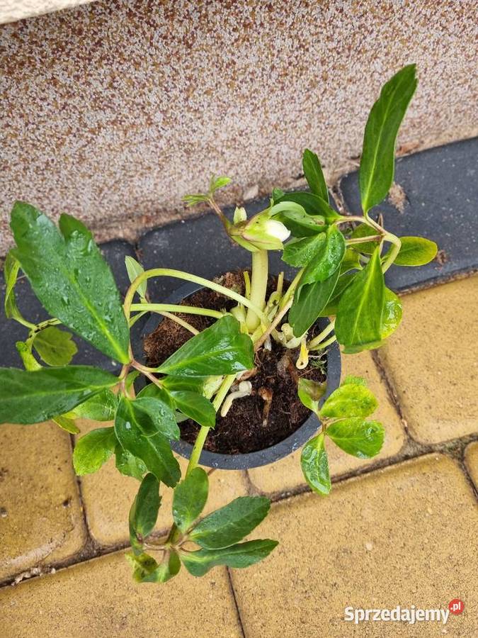 Ciemiernik Helleborus Niger Biały doniczka
