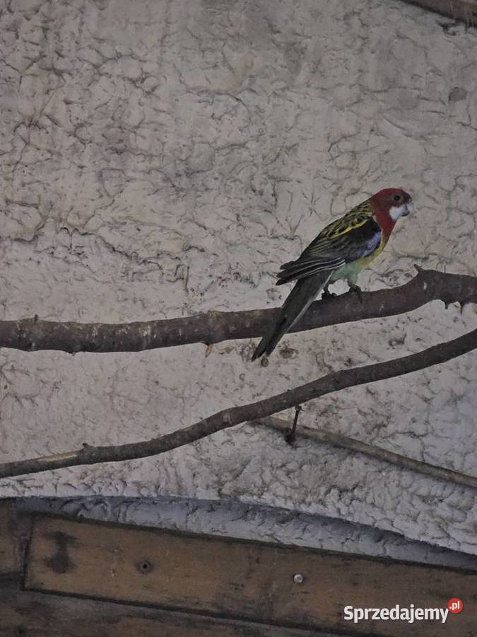 Sprzedam ptaki Ptaki Leszno sprzedam