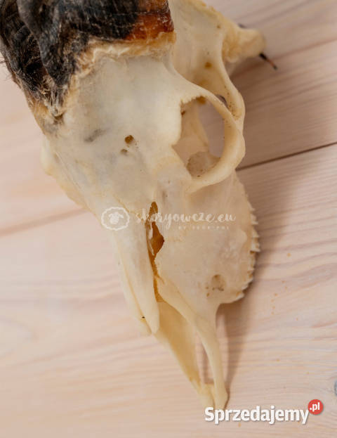 Czaszka naturalna prawdziwa czaszka z owcy z Szaflary sprzedam