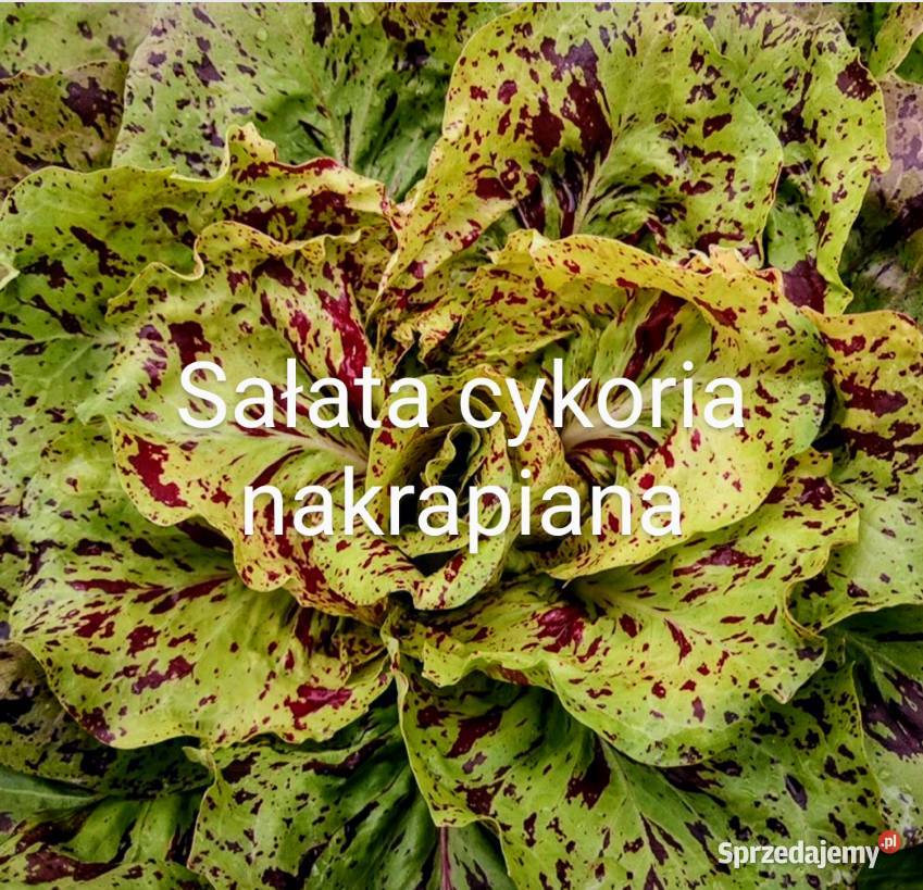 Sałata Cykoria nakrapiana Nasiona