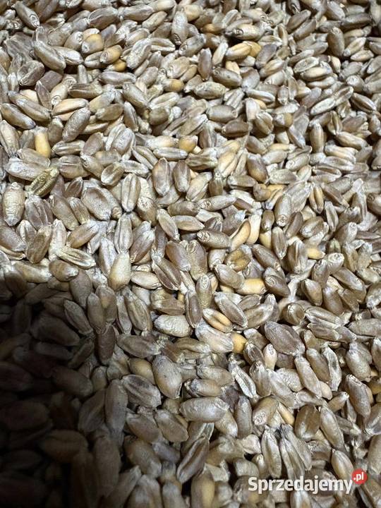 Pszenica kwalifikacie banatus owies Wara