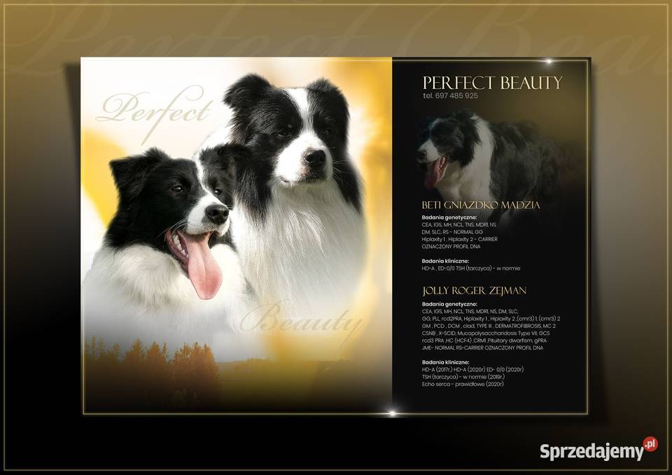 Border Collie Zapowiedź miotu sprzedam
