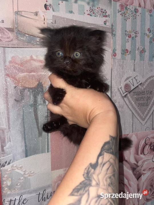 Kocurek perski czarny z rodowodem