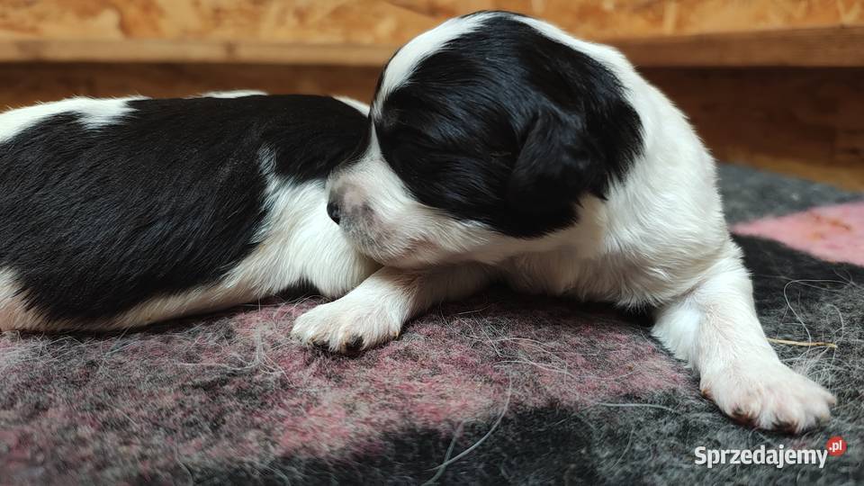 Szczeniaki Polski Owczarek Nizinny Rodowód FCI Chotomów sprzedam