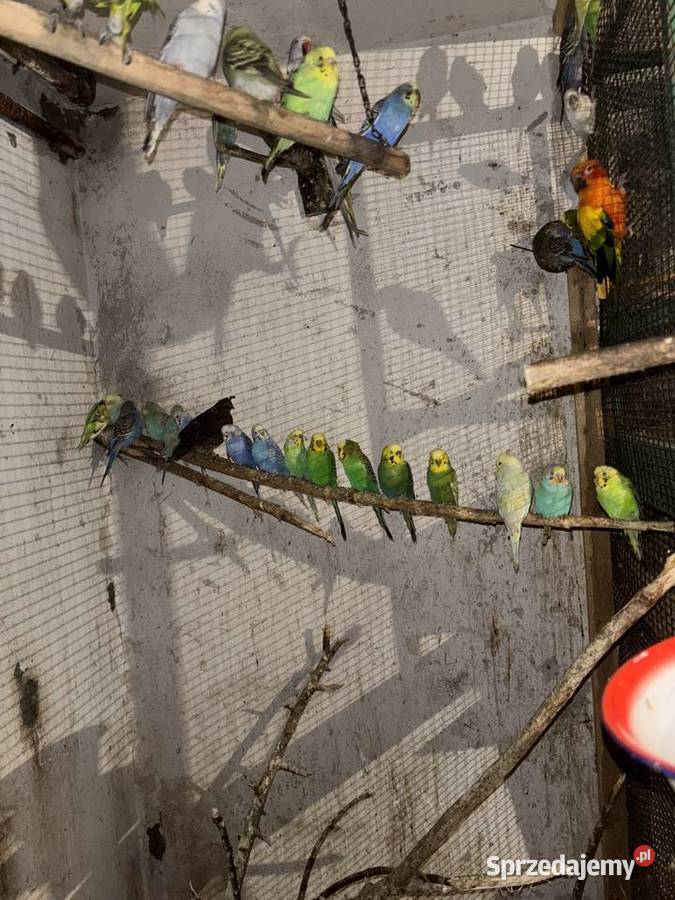 Papugi faliste młode i pary lęgowe zwykłe i Gdów