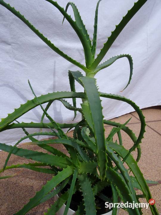 Aloes leczniczy roślina domowa