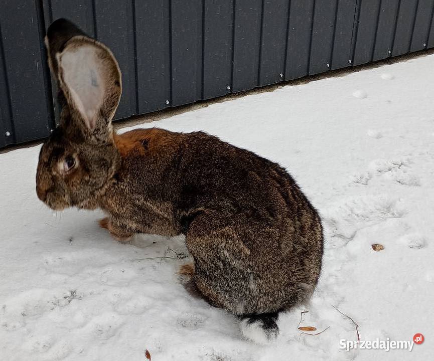 Króliki belgi łódzkie Jeziorsko sprzedam