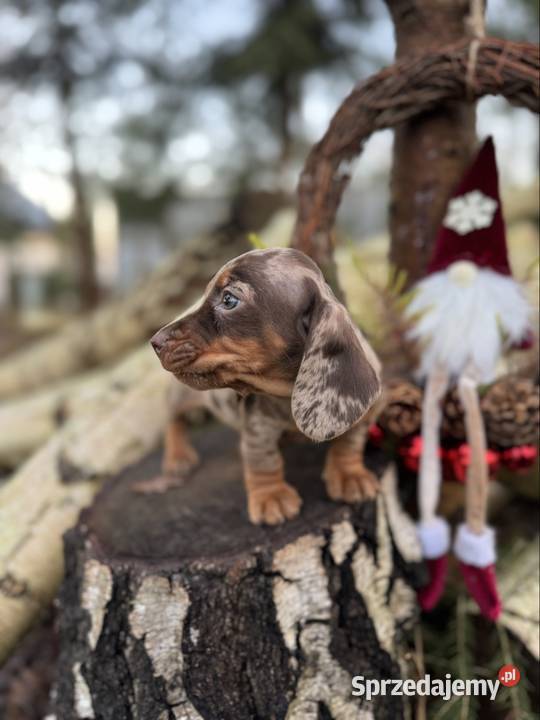 Wyjątkowa Sunia Jamnik miniaturowy Choco merle z