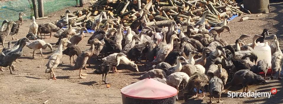 Biegus Indyjski różne kolory 6 tygodniowe Drób i ptactwo