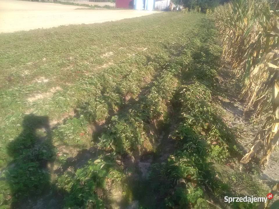 Truskawki pędy 60 gr honay Pińczów